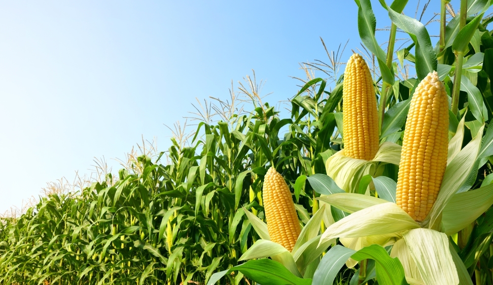Cultura de milho com controle biológico AGROMAIA