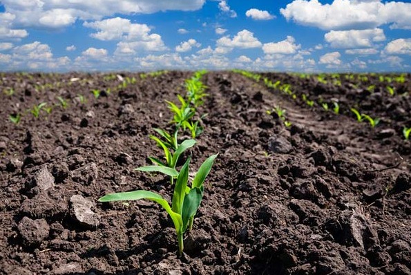 Equipe AGROMAIA realizando consultoria agrônoma em propriedade rural